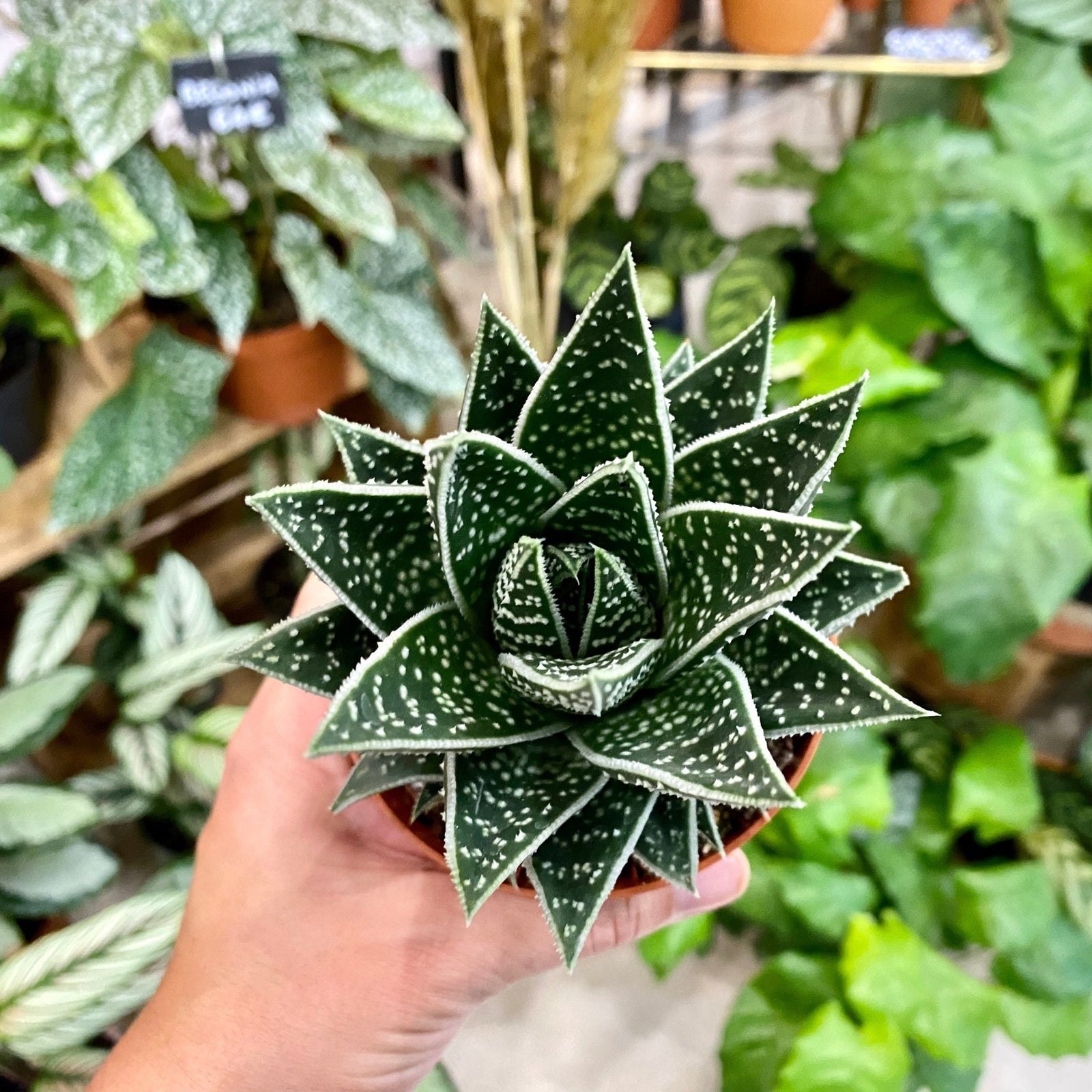 Quelles plantes d’intérieur choisir quand on part souvent en été ? - La Green Touch