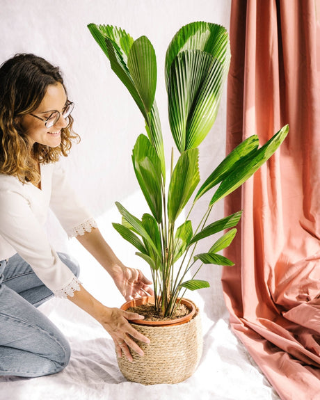 Quels palmiers choisir pour l’intérieur et lesquels pour l’extérieur ? - La Green Touch