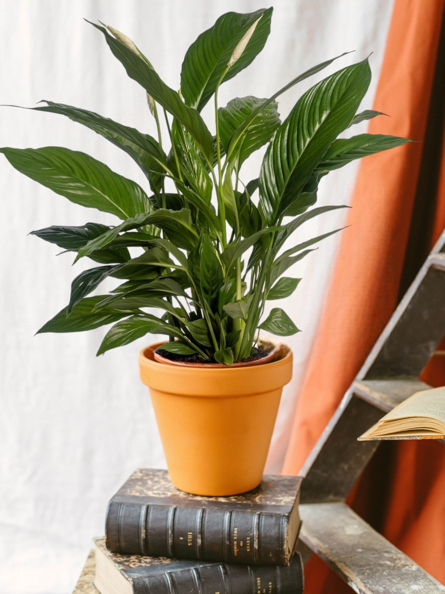 Spathiphyllum : Guide d’entretien complet - La Green Touch
