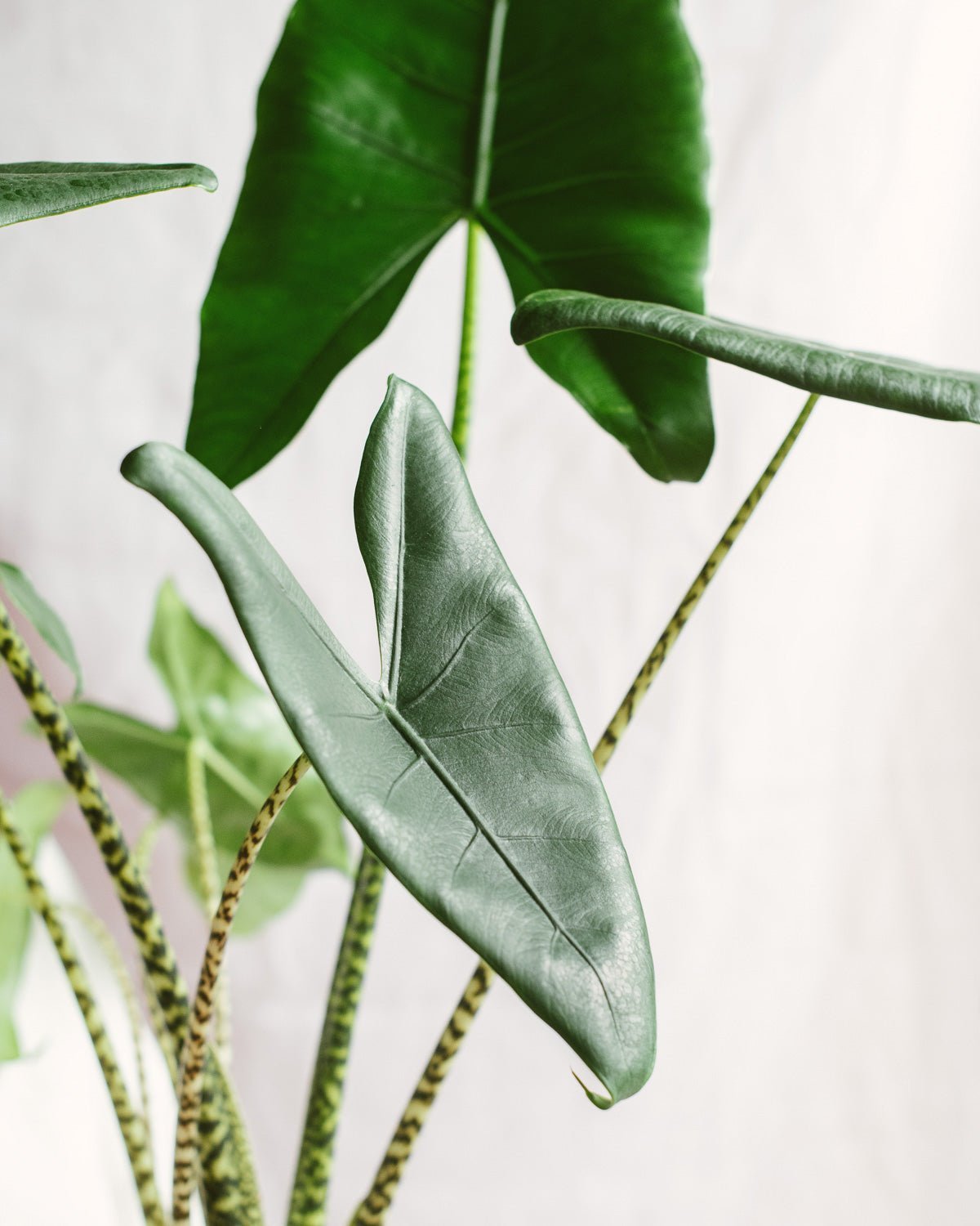 Alocasia - La Green Touch