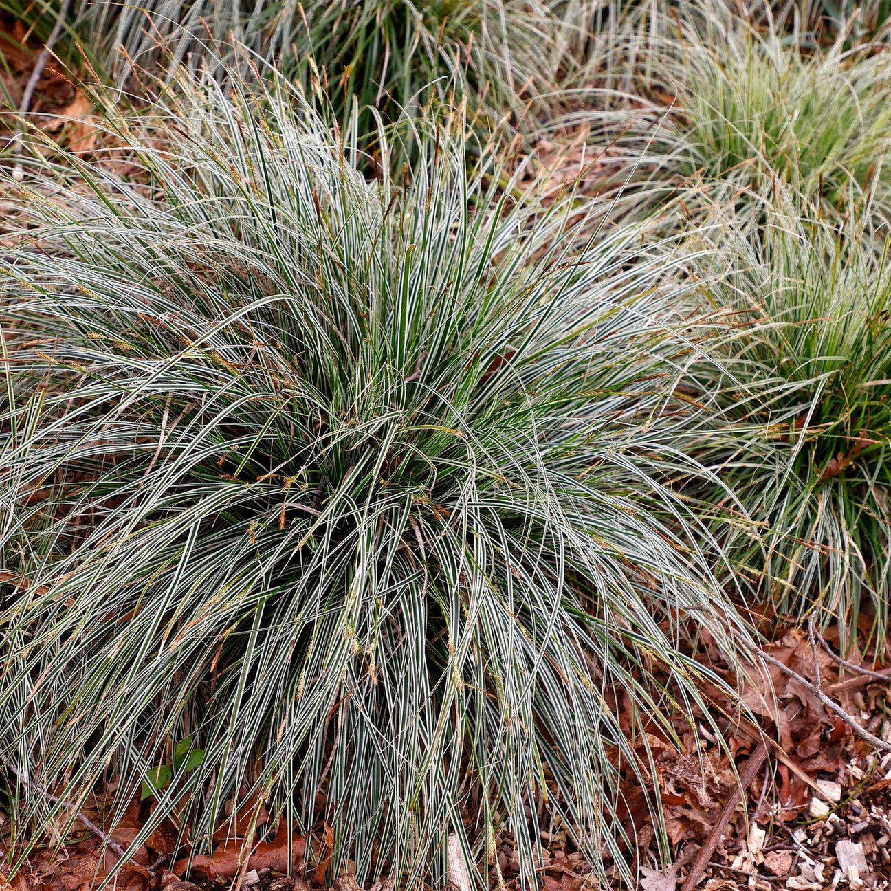 Carex - graminées - La Green Touch