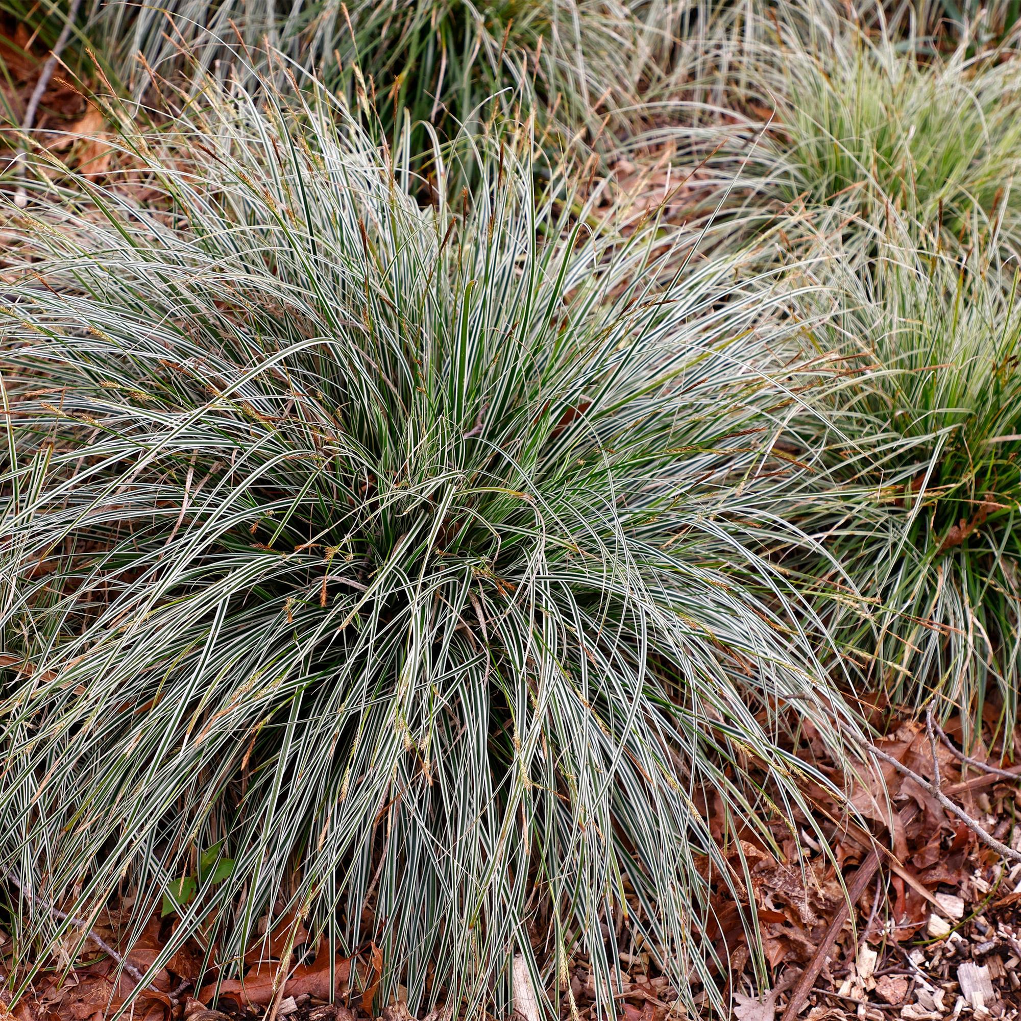 Carex - graminées - La Green Touch