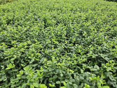 Euonymus Fusain - La Green Touch