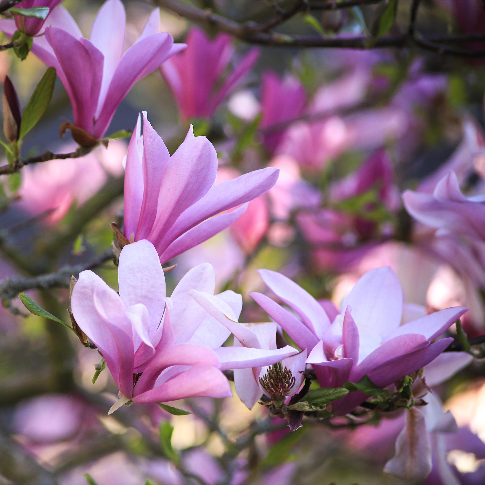 Magnolia plante extérieure fleurie - La Green Touch