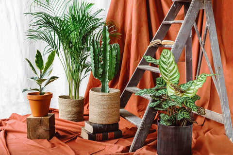 Nos grandes plantes