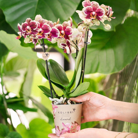 Orchidées