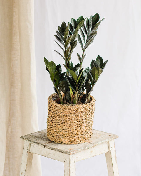 Indoor plant without light