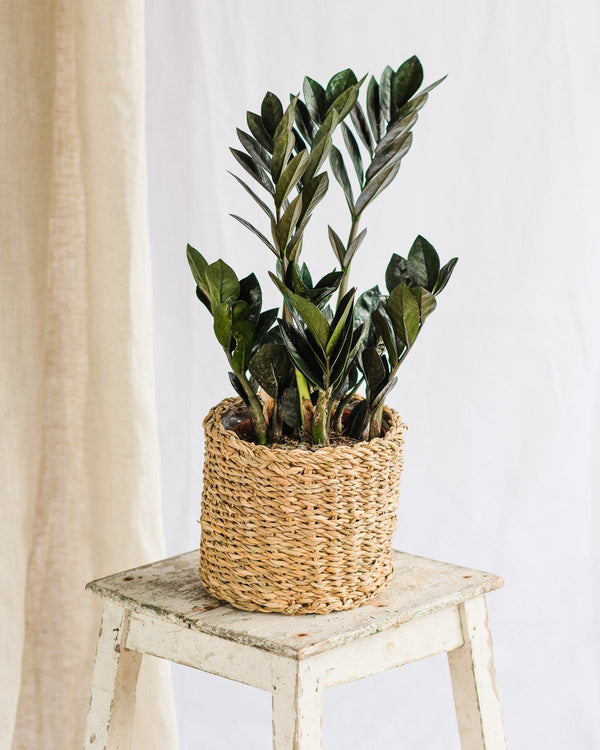 Indoor plant without light