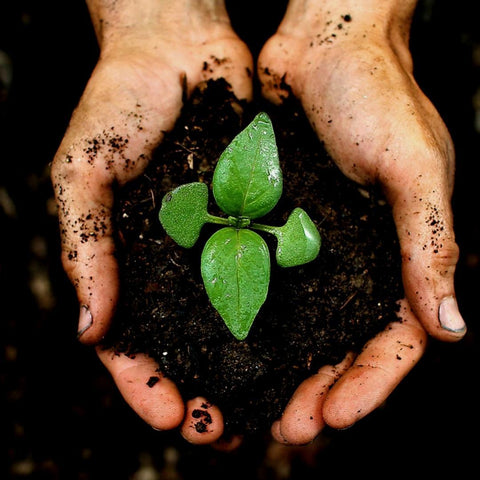 Terreau pour plante extérieur