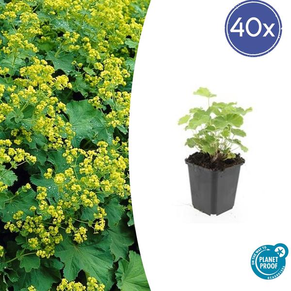 Alchémille Commune (Alchemilla Mollis) 'Mollis' - vue 8
