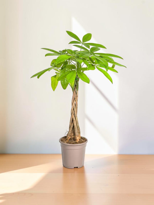 Pachira Aquatica Ø19cm - ↕80cm