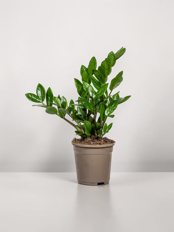 Zamioculcas Zamiifolia Ø17cm - ↕40-50cm
