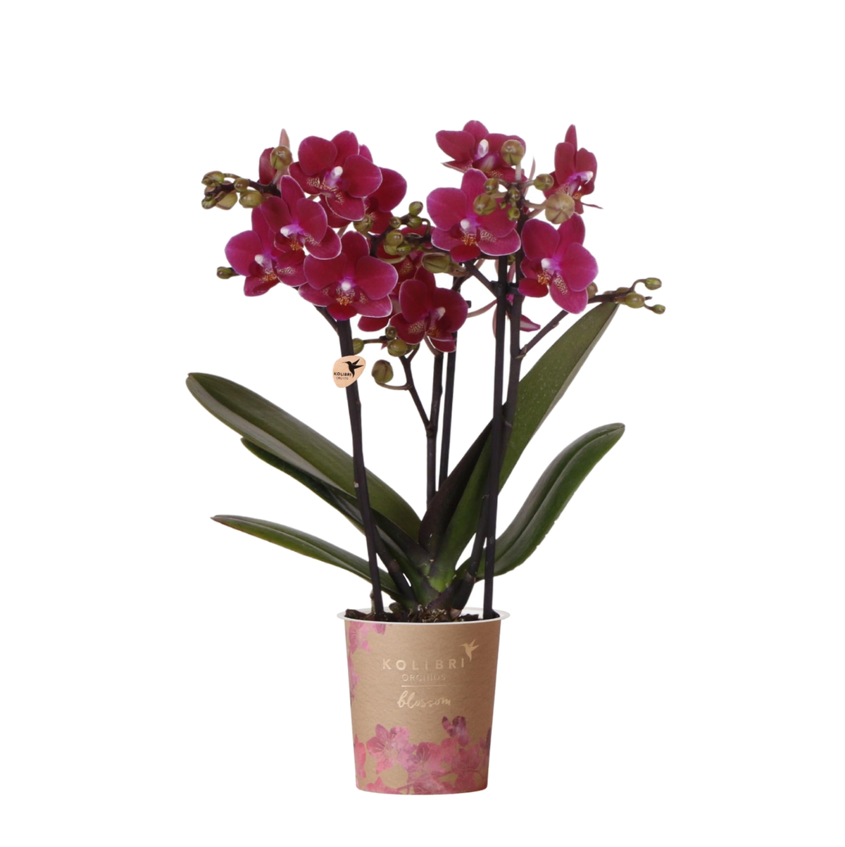 Orchidée Phalaenopsis violette Blossom Chamonix - H 35 cm, pot Ø9 cm
