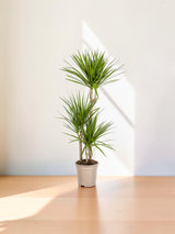 Dracaena Marginata Verte