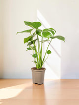 Monstera Deliciosa