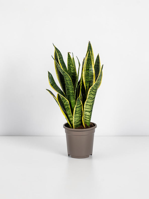 Sansevieria Futura Superba