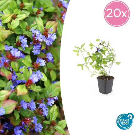 Plumbago De Chine (Ceratostigma Plumbaginoides) 'Plumbaginoides' - vue 9