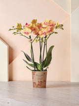 Orange orchid and its <tc>pot holder</tc> - h35cm, Ø9cm
