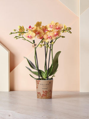 Orange orchid and its <tc>pot holder</tc> - h35cm, Ø9cm