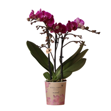 Purple orchid and its <tc>pot holder</tc> - h35cm, Ø9cm