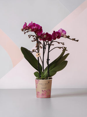 Purple orchid and its <tc>pot holder</tc> - h35cm, Ø9cm