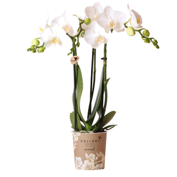 White orchid and its <tc>pot holder</tc> - h35cm, Ø9cm