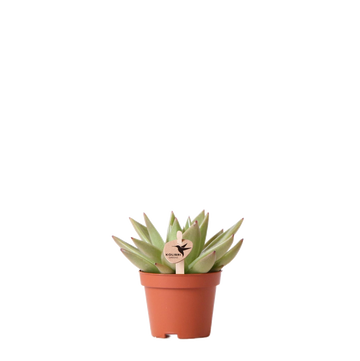 Echeveria Miranda h9cm - succulent