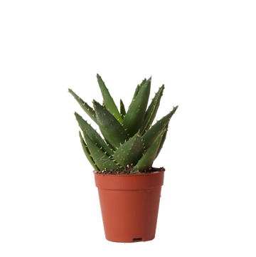Aloë Brevifolia h20cm - succulent