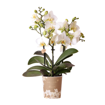 White orchid - Ø9cm - indoor plant