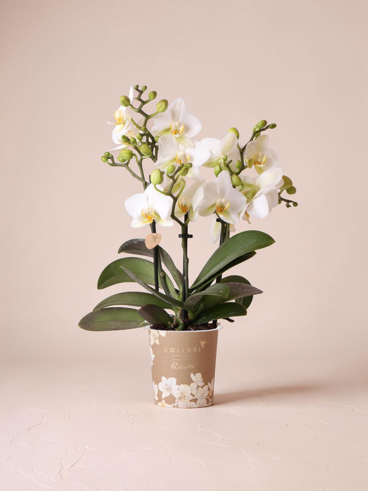 White orchid - Ø9cm - indoor plant