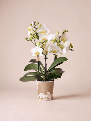 White orchid - Ø9cm - indoor plant