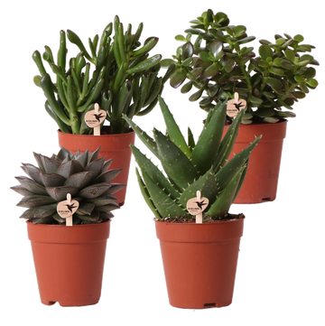 Succulent gift box - Set of 4 plants, h20cm