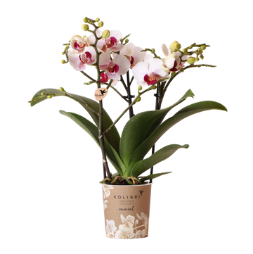 White and pink orchid - Ø9cm - indoor plant