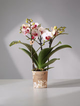 White and pink orchid - Ø9cm - indoor plant