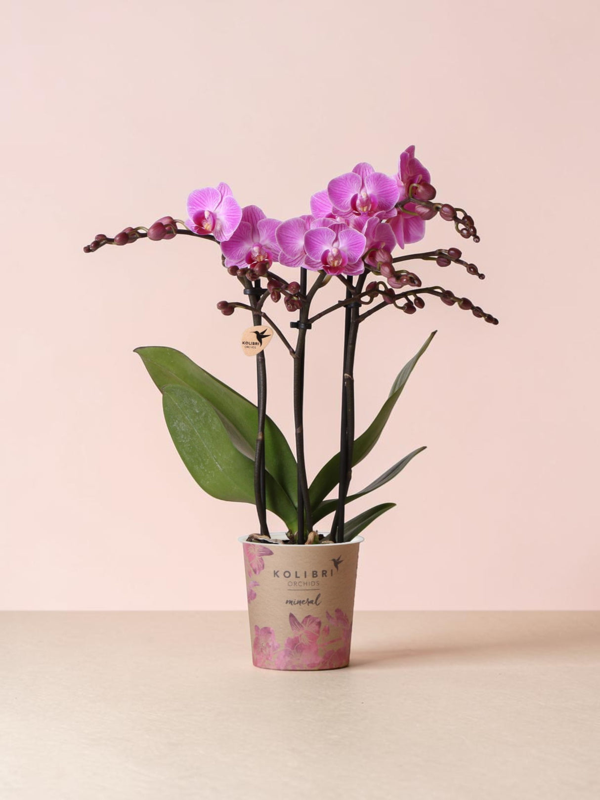 Pink orchid - Ø9cm - indoor plant