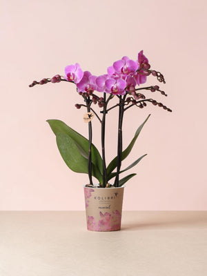 Pink orchid - Ø9cm - indoor plant