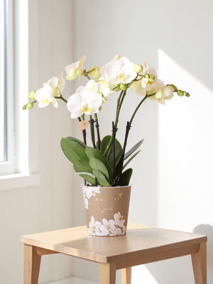 White orchid - Ø12cm - indoor plant