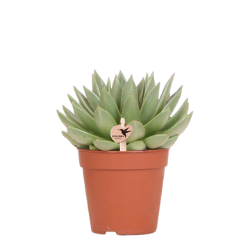 Echeveria Miranda h20cm - indoor succulent plant