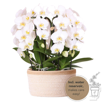 Bouquet of white orchids in cotton basket with water tank