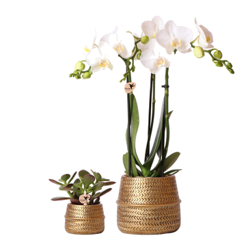 Duo White Phalaenopsis Orchid and Crassula Ovata and their covers-<tc>POTS</tc> in golden ceramic