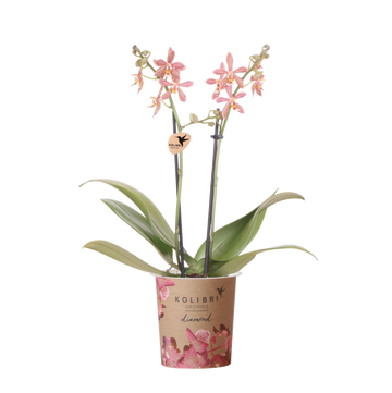 Orange Spider Orchid in Pot - Flowering Houseplant