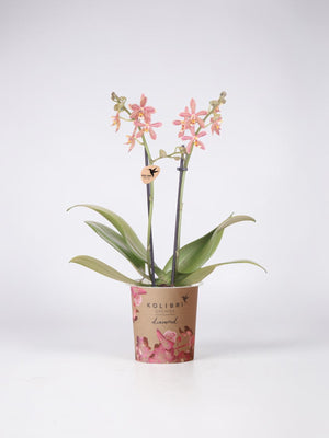 Orange Spider Orchid in Pot - Flowering Houseplant