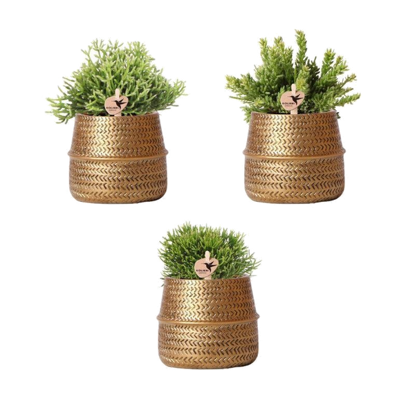 Livraison plante Box 3 Rhipsalis et leurs caches - pots doré - Ø9cm - plante d'intérieur