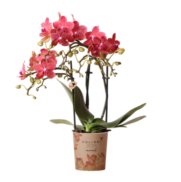 Red Phalaenopsis orchid - Congo - flourishing houseplant
