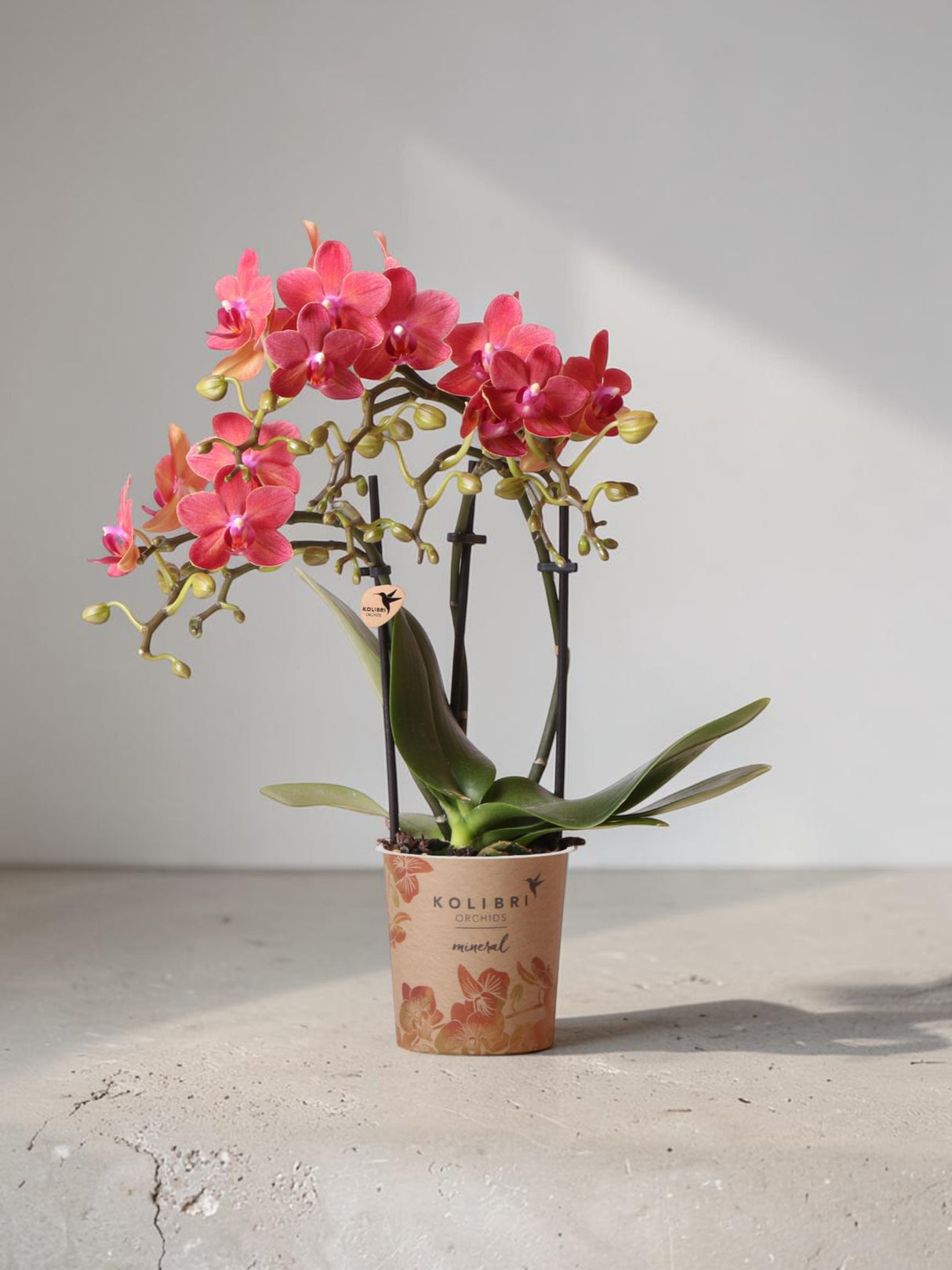 Red Phalaenopsis orchid - Congo - flourishing houseplant