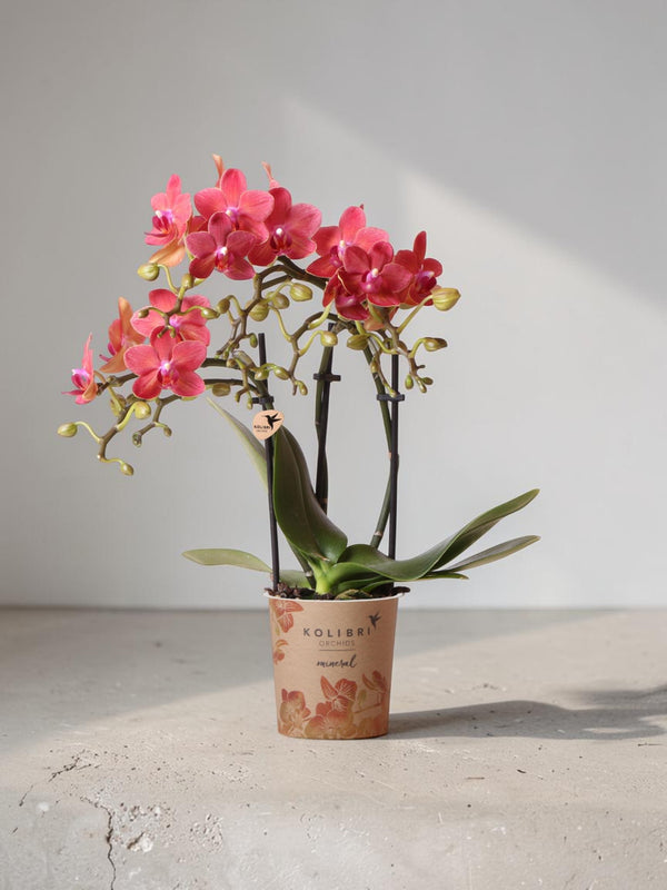 Red Phalaenopsis orchid - Congo - flourishing houseplant