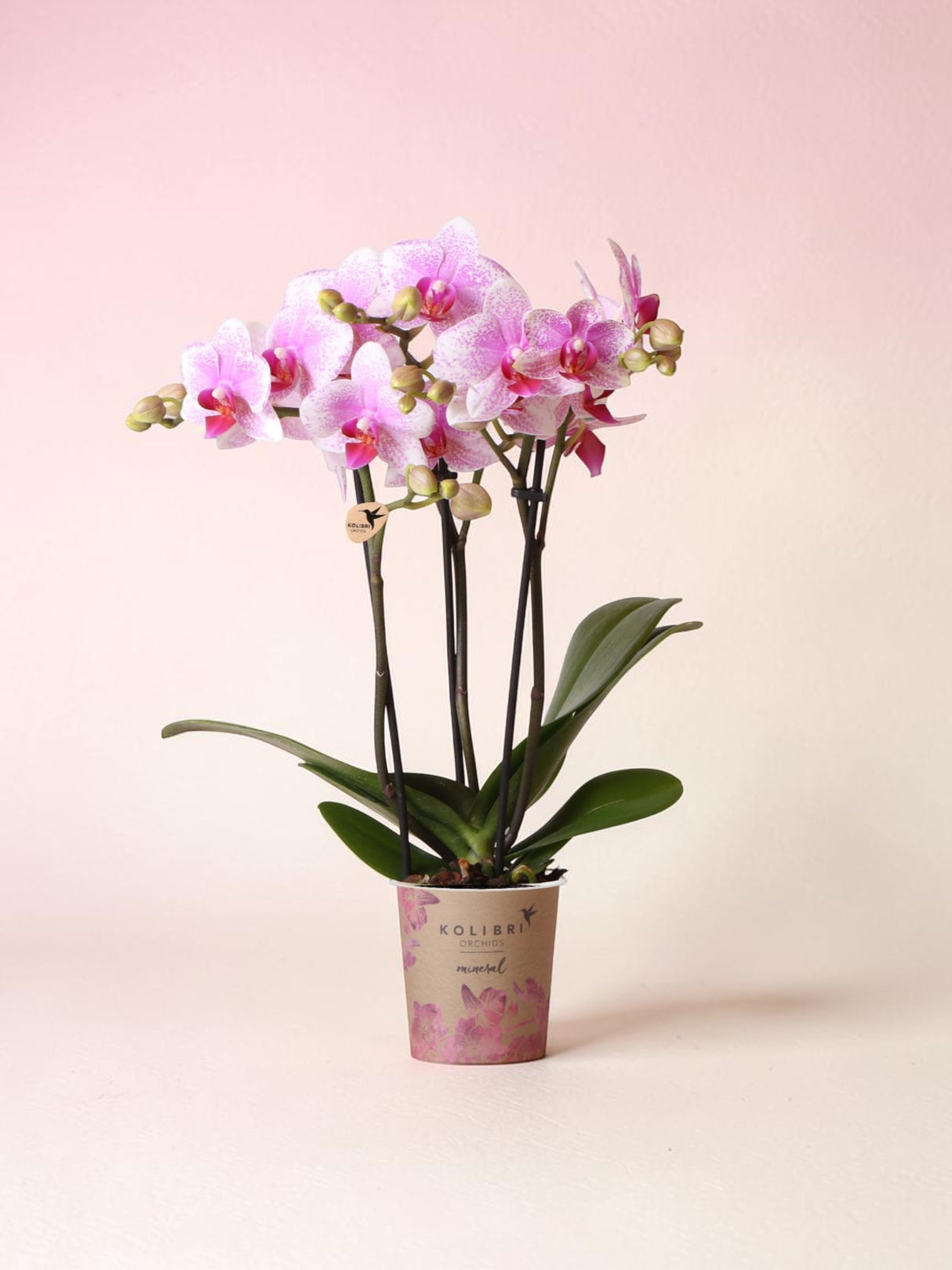 Pink Phalaenopsis Orchid - Rotterdam Mineral