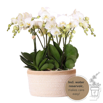 Cotton basket with 3 white orchids and integrated watering