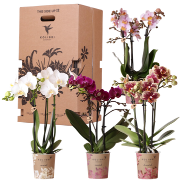 Surprise Box: 4 High-End Varied Orchids