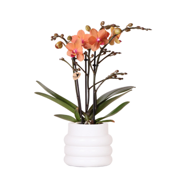 Bolzano orchid in white Bubble pot